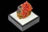Bright Orange Crocoite Crystal Cluster - Tasmania #171630-1